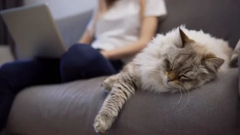 Fluffy cat sleeping on a couch while owner working on laptop on background Stock Footage 148910212