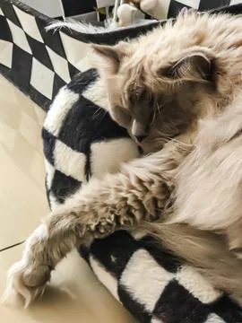 Fluffy cat sleeping on patterned cushion Stock Photos