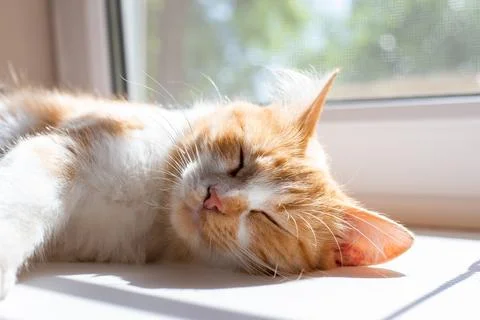 A fluffy cat sleeps on the window, basking in the spring sun Stock Photos