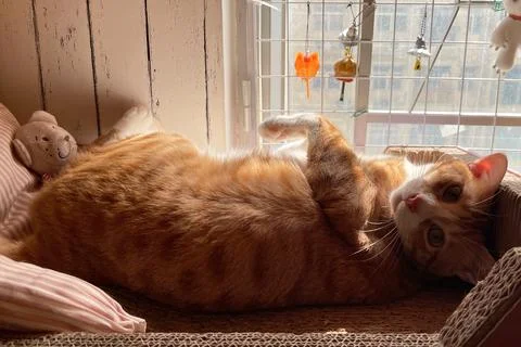 A fluffy cat sleeps on the window, basking in the spring sun. 스톡 사진