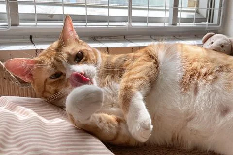 A fluffy cat sleeps on the window, basking in the spring sun. 스톡 사진