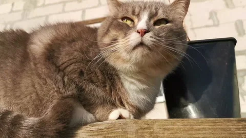 Fluffy cat slowly blinking Stock Footage 320467993
