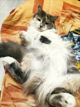 Fluffy cat slumbers on its back Stock Photos