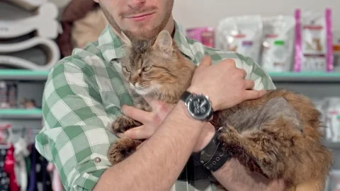 Fluffy cat snuggled in the arms of its caring owner at the veterinary clinic Stock Footage 311672367