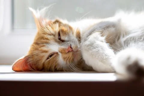 Fluffy cat squints while lying on the windowsill in the rays of the morning.. Stock Photos