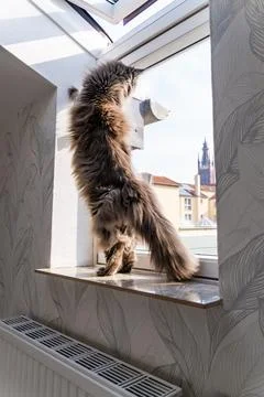 Fluffy Cat Standing Curious at Window Stock Photos