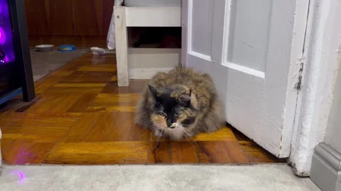 A fluffy cat stares at the camera from a open door. Vídeo Stock 331387189