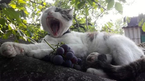 Fluffy cat on a tree background on a sunny day .Cat closeup. Concept of small Stock Photos