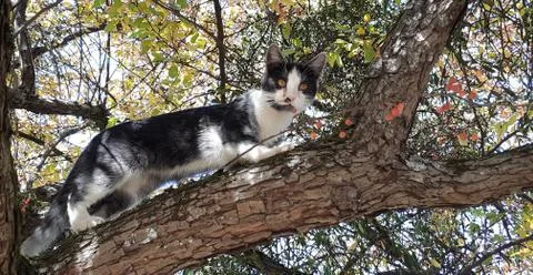 Fluffy cat on a tree background on a sunny day .Cat closeup. Concept of small Foto stock