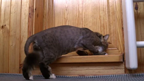 A fluffy cat trying to open a wooden door on a balcony Stock Footage 344764729