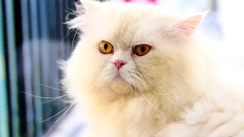 Fluffy cat turns its head Stockbeeldmateriaal 99457442