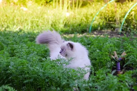 Fluffy cat walking between raised carrots in garden, sunny day before sunset Stockfoto's