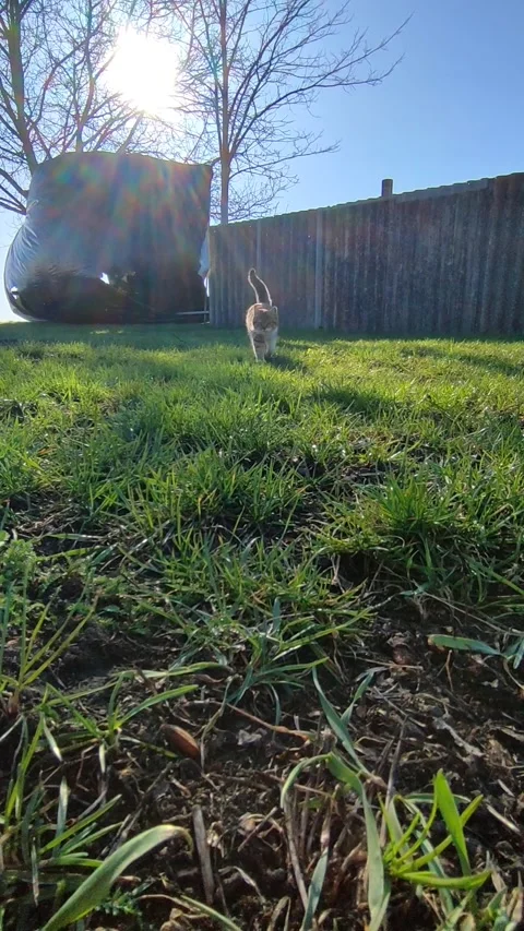 Fluffy cat walking on green grass in sunny spring garden Stock Footage 332128415