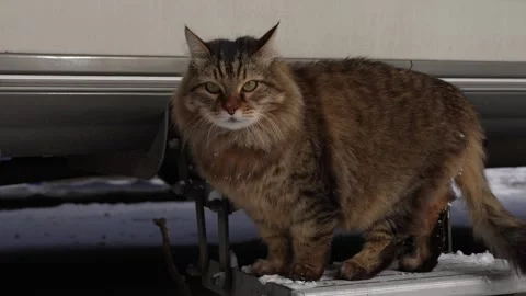 Fluffy cat walking on a snow-covered step Stock Footage 310230146