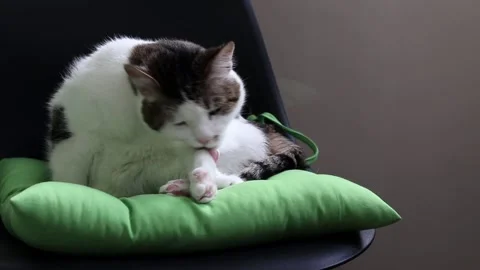 Fluffy cat washes itself on a green cushion on a chair Vídeo Stock 340078540