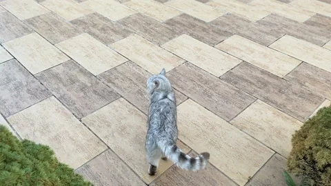 Fluffy cat waving tail Stock Footage 139341360