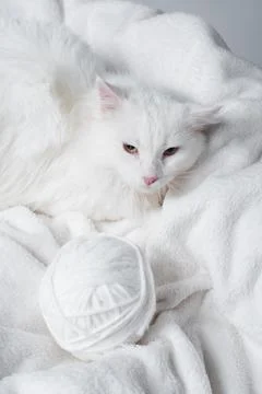 Fluffy cat white ball thread Stock Photos