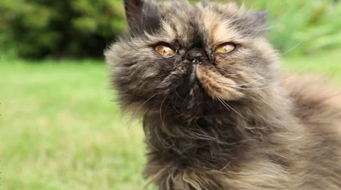 Fluffy Cat in Wind - Slow Motion Stock Footage 39789974