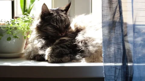 Fluffy cat on the windowsill basking in the sun Stock Footage 212556524