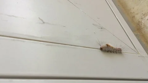 Fluffy caterpillar crawling Video stock 69882274