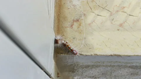 Fluffy caterpillar 스톡 동영상 98042934