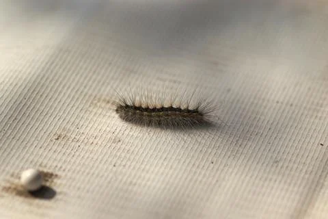 Fluffy caterpillar on a gray artificial surface Stock Photos