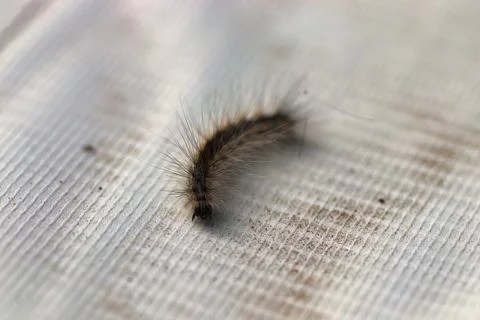 Fluffy caterpillar on a gray artificial surface Stock Photos