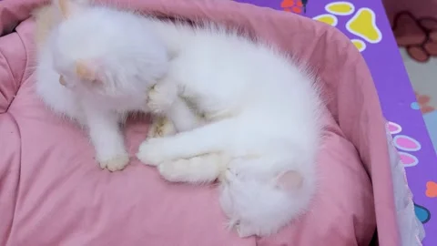 Fluffy Cats Having the Best Playtime, White Cats at Pink Bed. Stock Footage 343828617