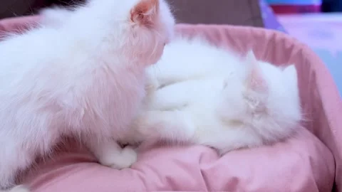 Fluffy Cats Having the Best Playtime, White Cats cuddle at Pink Bed. Stock Footage 343828674