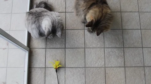 Fluffy cats playing with a feather Vídeo Stock 101850972
