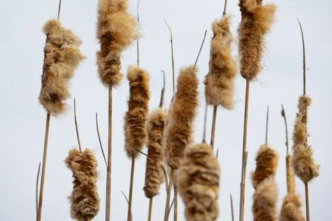 Fluffy cattail in early spring Stock Photos