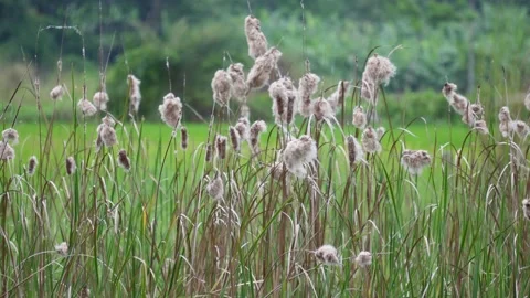 Fluffy cattail Stock-Footage 344811413