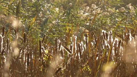 Fluffy cattail stems glowing in warm evening backlit bokeh background, panning Vídeos de archivo 338297638