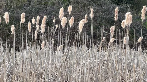 Fluffy cattails swaying in breeze close up Stock Footage 331539804