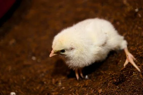 Fluffy Chick Explores Coop Stock Photos