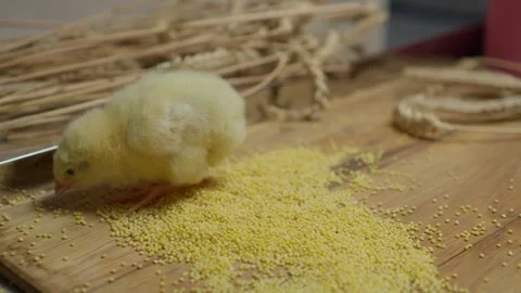 A fluffy chick explores a rustic wooden surface filled with colorful grains Stock Footage 306492425