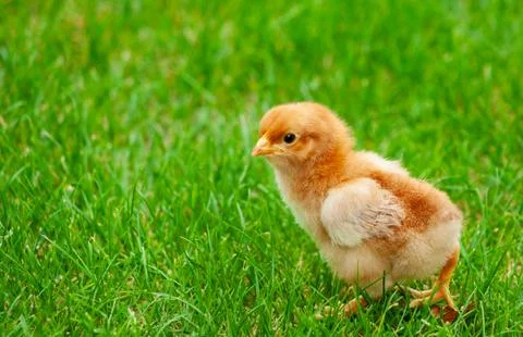 Fluffy chicken on spring grass with selective focus. Easter Stock Photos