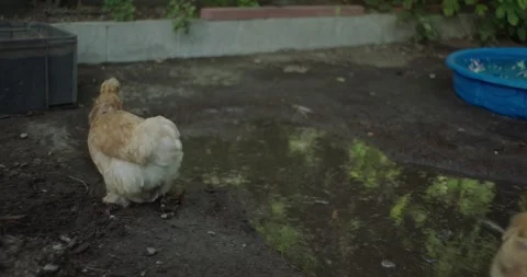 Fluffy chickens in small pond Stock Footage 247347600