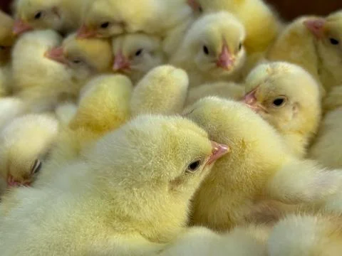 Fluffy chickens.Small yellow chickens close -up. Many. Stock Photos
