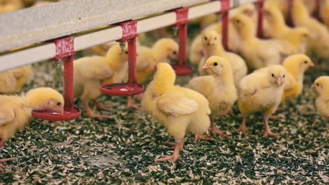 Fluffy chicks drinking water from drinking bowls. Broiler chickens 스톡 동영상 161155472
