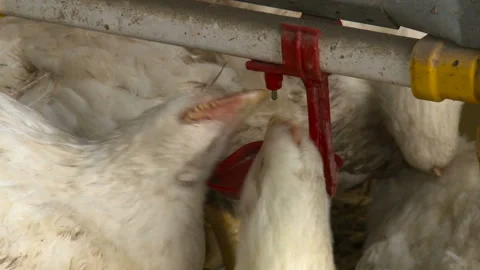 Fluffy chicks drinking water from drinking bowls. Video stock 165629204