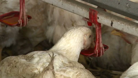 Fluffy chicks drinking water from drinking bowls. Stock Footage 165629356