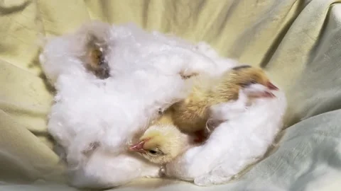 Fluffy Chicks Nestled in Cotton with Slow Motion Close Up Stock Footage 337423254