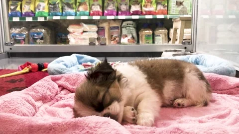 A fluffy chihuahua puppy in the window of a pet store Stock Footage