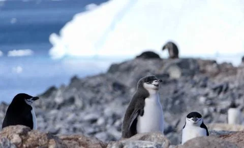 Fluffy chinstrap penguin chick standing in colony, with iceberg, Antarctica Stock Photos