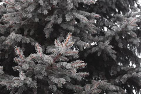 Fluffy Christmas tree branches Stock Photos