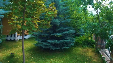 Fluffy Christmas trees 動画素材 246426894