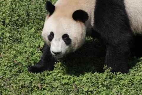 Fluffy Chubby Panda in China Stock Photos