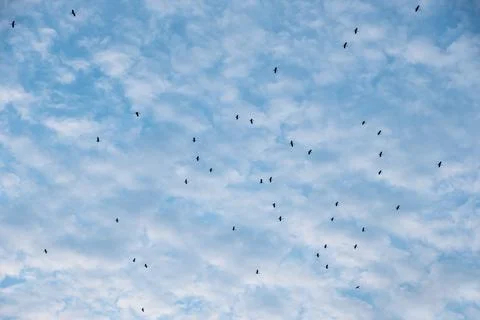 Fluffy clouds on blue sky. Flock of bird flying back to nest Stock Photos