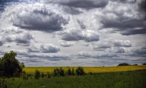Fluffy clouds in the blue sky over the field of sunflowers. Stock Photos